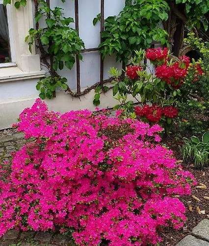 Guest house Kliche Przerzeczyn-Zdroj